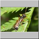 Mellinus crabroneus - Grabwespe w19 12mm - OS-Wallenhorst Sandgrube.jpg